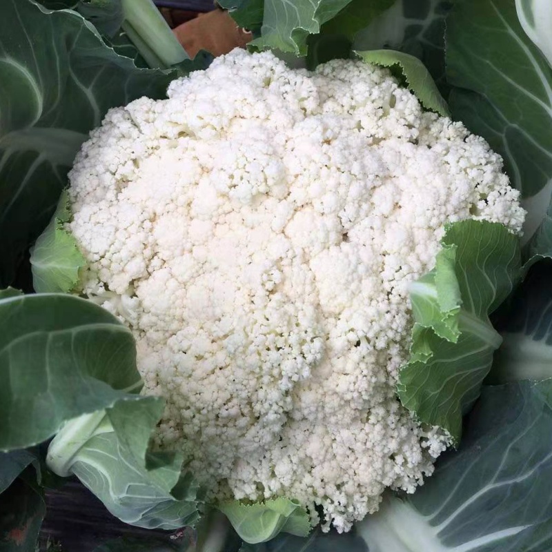 云南有机花菜，山地菜，基地直供，清秀耐运输