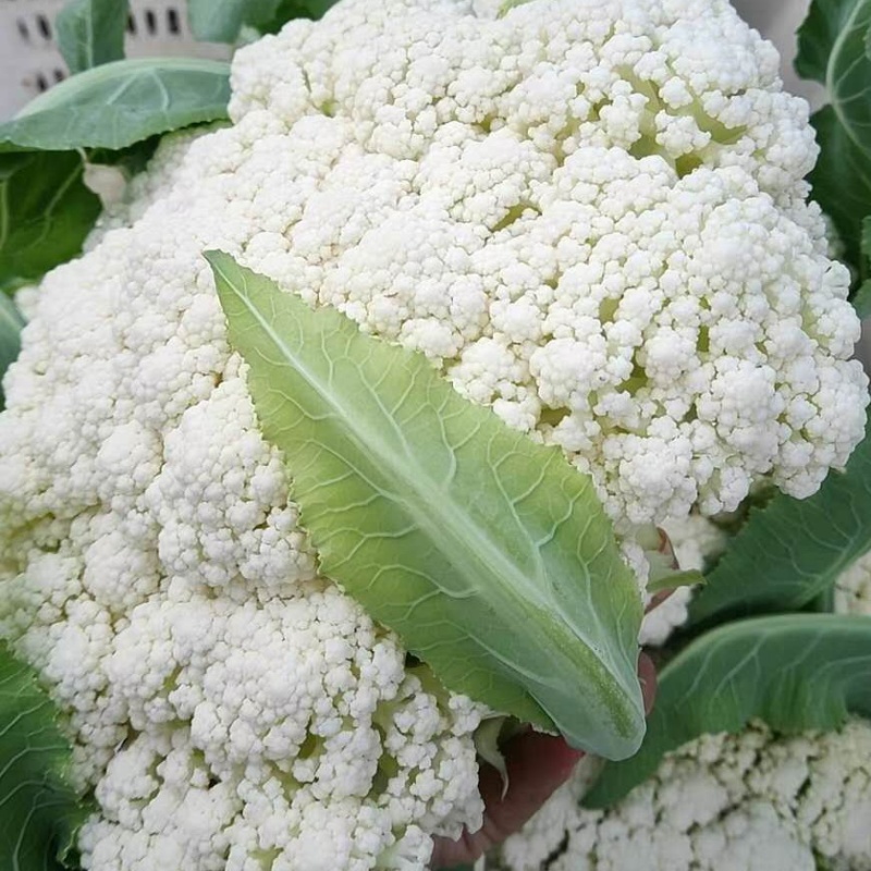 云南有机花菜，山地菜，基地直供，清秀耐运输