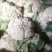 云南有机花菜，山地菜，基地直供，清秀耐运输