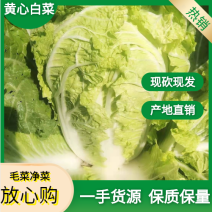 [优质]黄心大白菜翠绿鲜嫩产地直销诚信经营