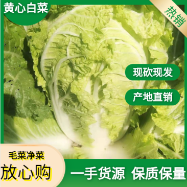 [优质]黄心大白菜翠绿鲜嫩产地直销诚信经营