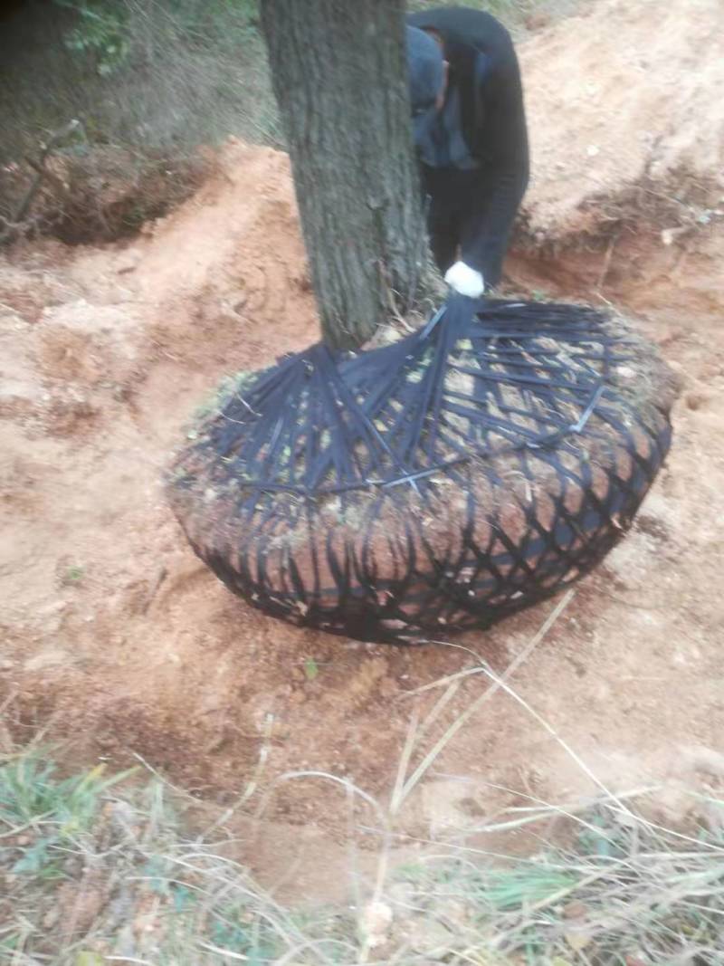 河南精品红叶乌桕带土球发货可以实地视频看货