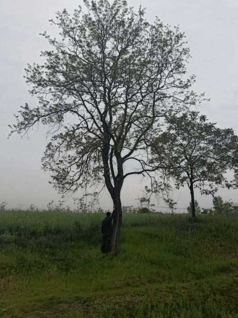 河南精品红叶乌桕带土球发货可以实地视频看货