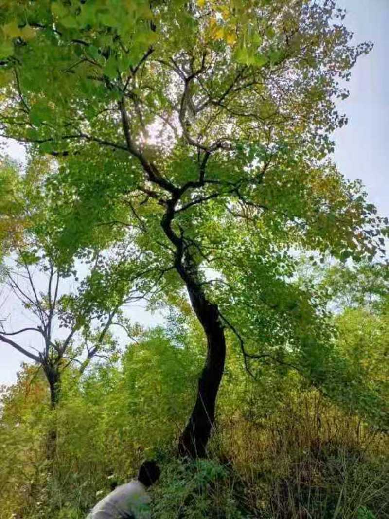 河南精品红叶乌桕带土球发货可以实地视频看货
