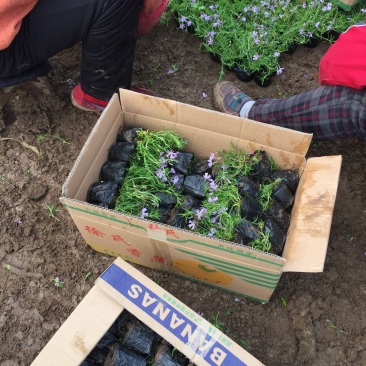 芝樱种植基地芝樱自产自销600万芝樱低价处理