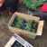 芝樱种植基地芝樱自产自销600万芝樱低价处理