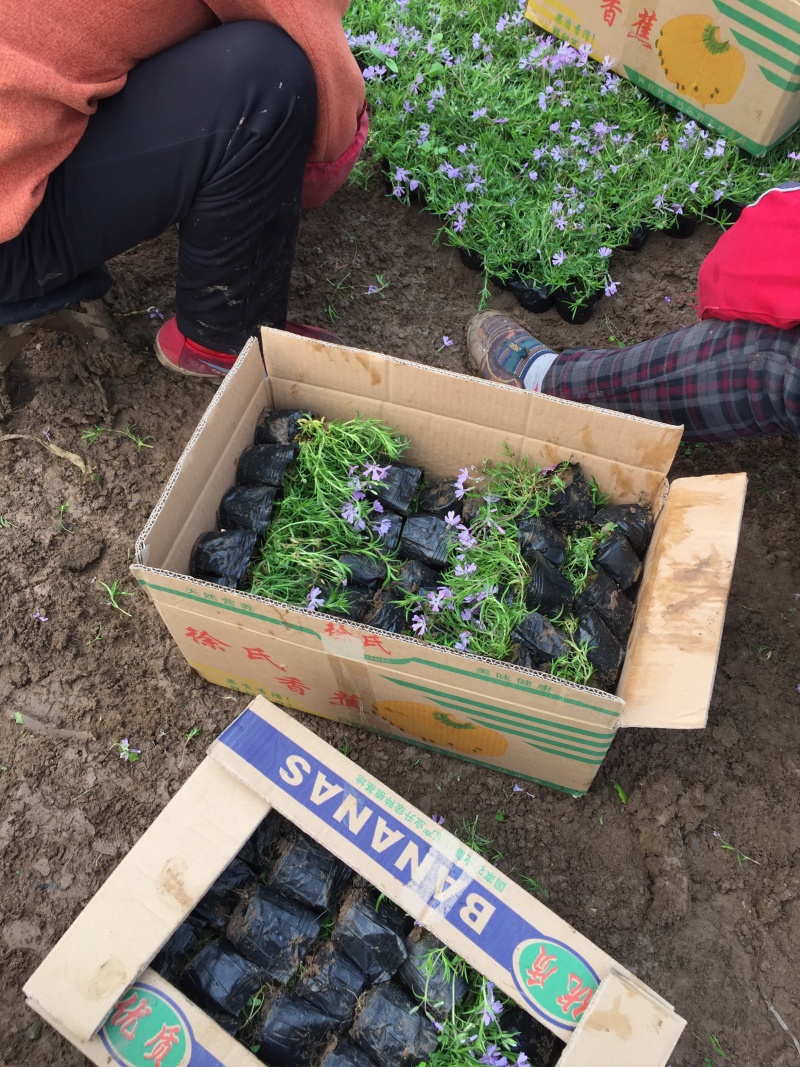 芝樱种植基地芝樱自产自销600万芝樱低价处理