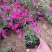 芝樱种植基地芝樱自产自销600万芝樱低价处理