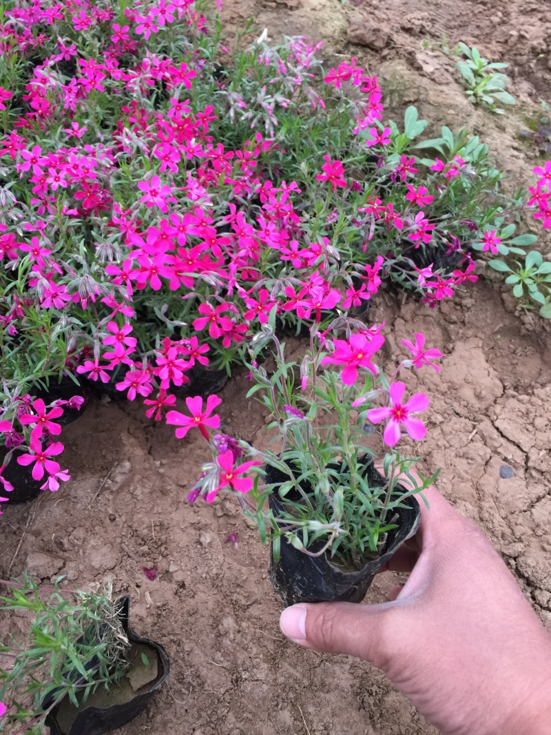 芝樱种植基地芝樱自产自销600万芝樱低价处理