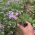 芝樱种植基地芝樱自产自销600万芝樱低价处理