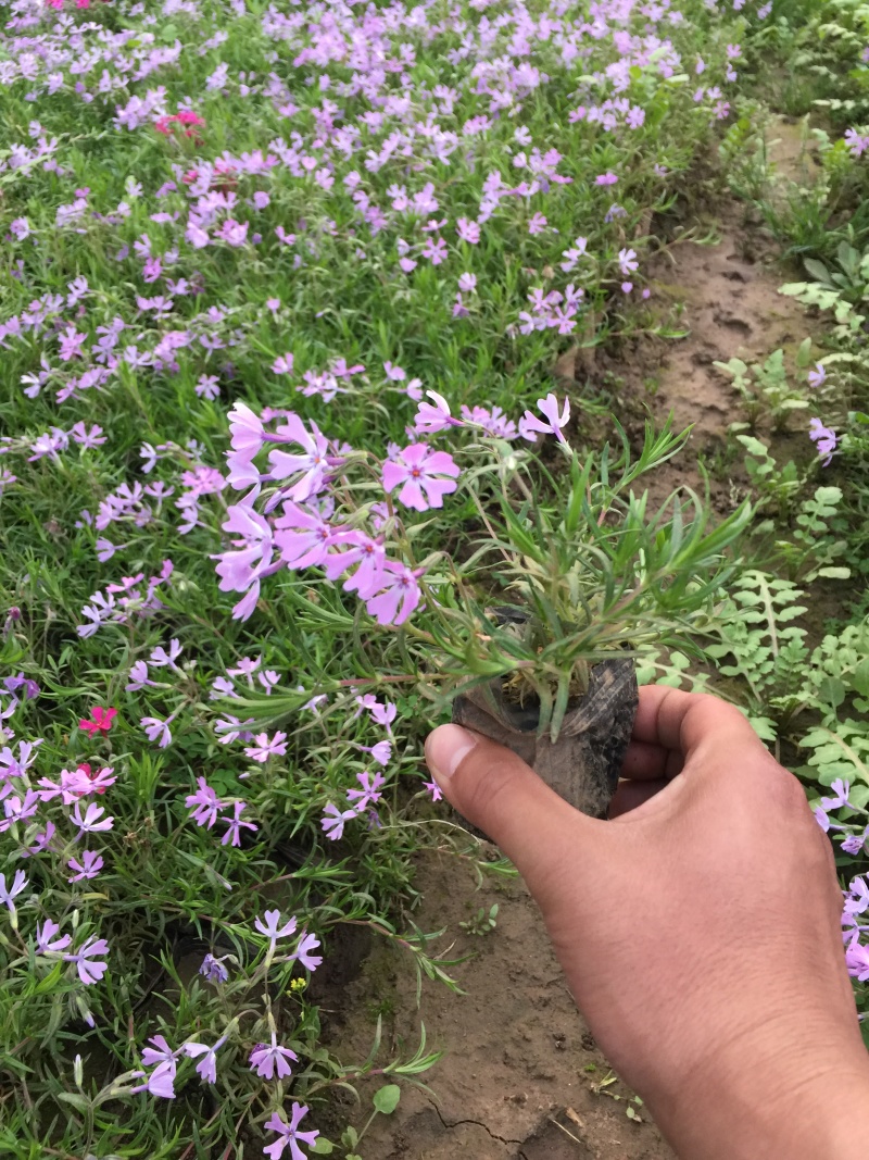 芝樱种植基地芝樱自产自销600万芝樱低价处理