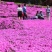 芝樱种植基地芝樱自产自销600万芝樱低价处理