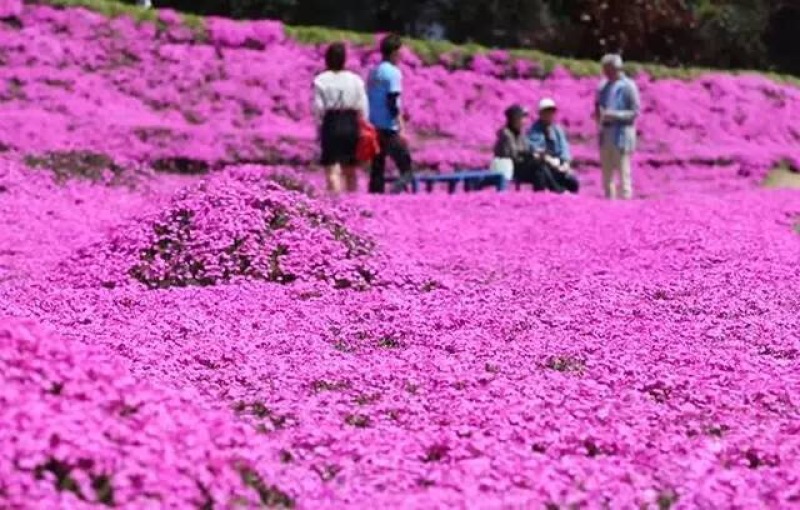 芝樱种植基地芝樱自产自销600万芝樱低价处理