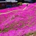 芝樱种植基地芝樱自产自销600万芝樱低价处理