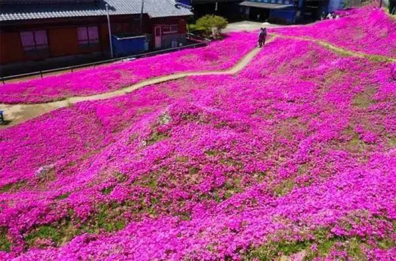 芝樱种植基地芝樱自产自销600万芝樱低价处理