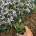 芝樱种植基地芝樱自产自销600万芝樱低价处理