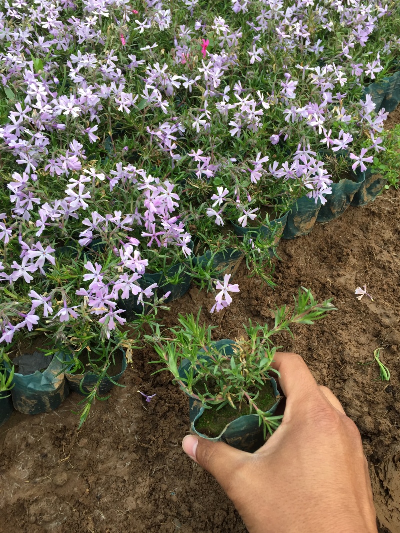 芝樱种植基地芝樱自产自销600万芝樱低价处理