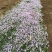 芝樱种植基地芝樱自产自销600万芝樱低价处理
