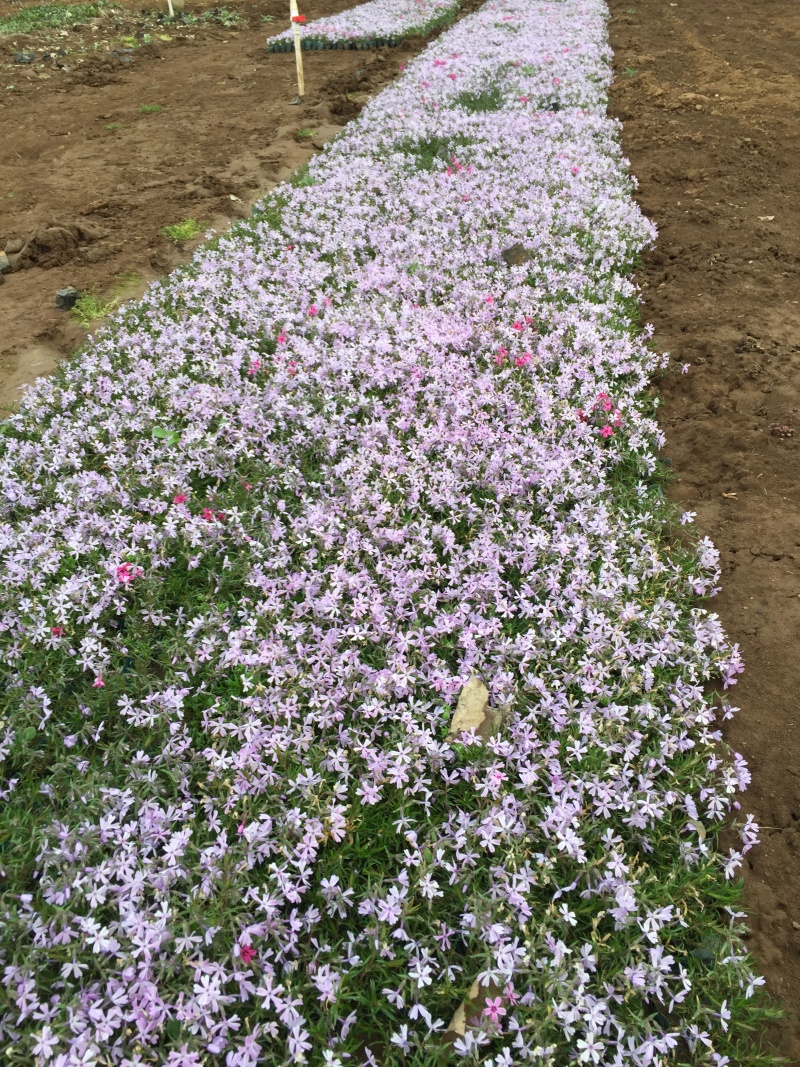 芝樱种植基地芝樱自产自销600万芝樱低价处理