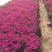 芝樱种植基地芝樱自产自销600万芝樱低价处理