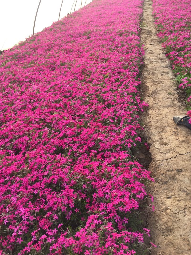 芝樱种植基地芝樱自产自销600万芝樱低价处理