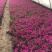 芝樱种植基地芝樱自产自销600万芝樱低价处理