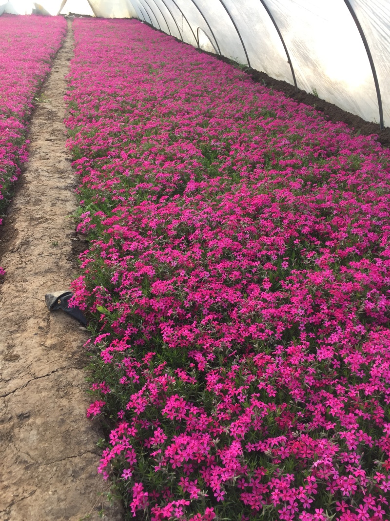 芝樱种植基地芝樱自产自销600万芝樱低价处理