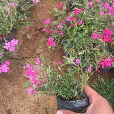 丛生福禄考种植基地自产自销丛生福禄考青州丛生福禄考