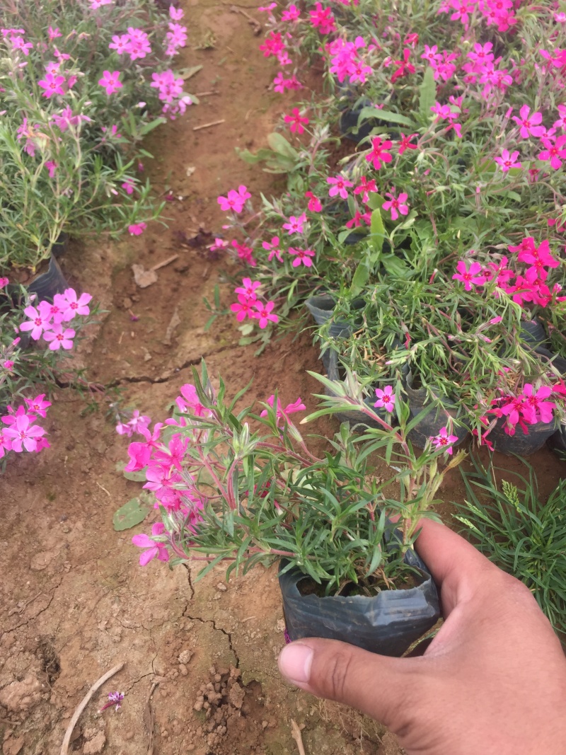 丛生福禄考种植基地自产自销丛生福禄考青州丛生福禄考