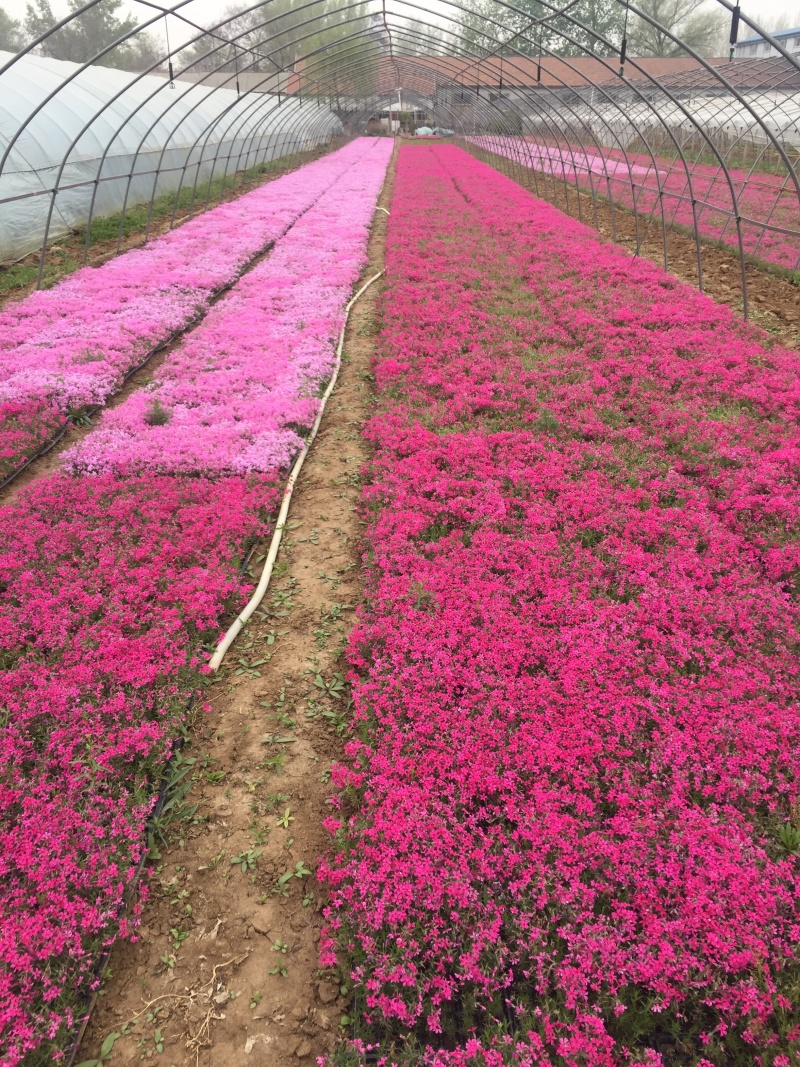 丛生福禄考种植基地自产自销丛生福禄考青州丛生福禄考