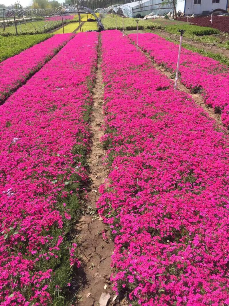 丛生福禄考种植基地自产自销丛生福禄考青州丛生福禄考