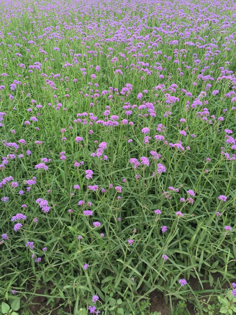 柳叶马鞭草种植基地800万柳叶马鞭草低价处理