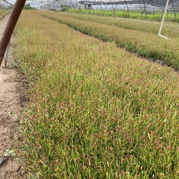 千鸟花自产自销千鸟花种植基地50万千鸟花处理