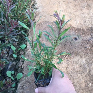 山桃草种植基地紫叶山桃草自产自销青州山桃草花卉盆景