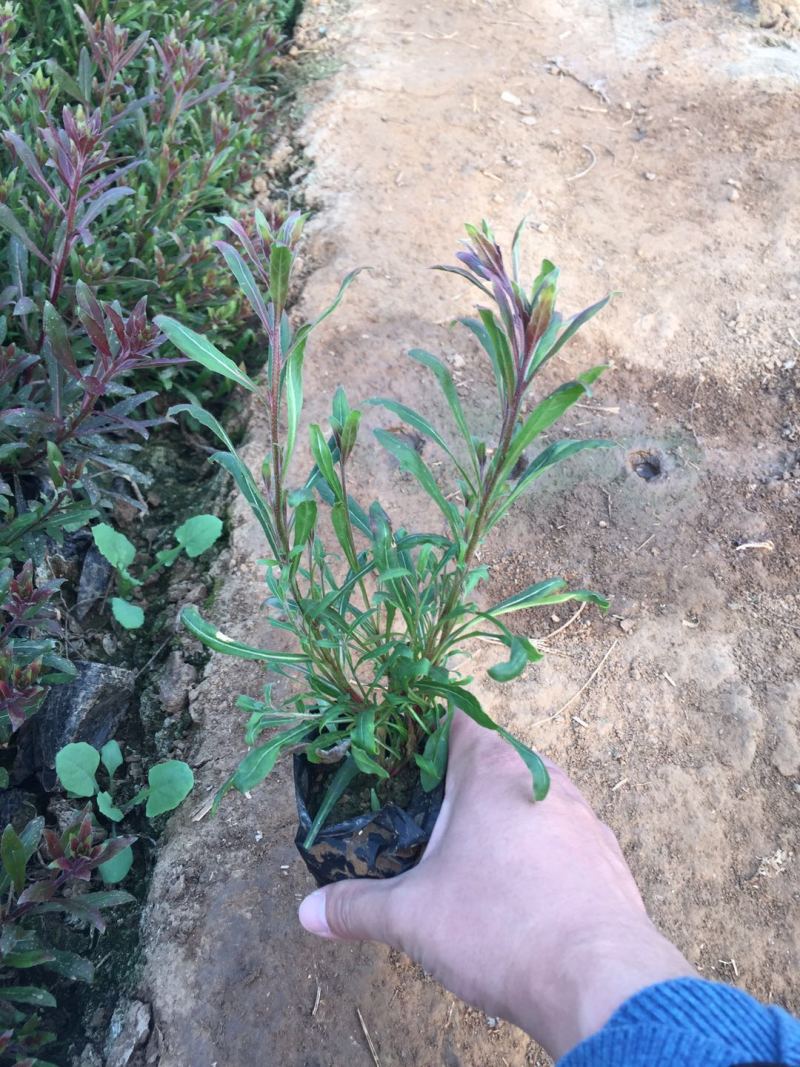 山桃草种植基地紫叶山桃草自产自销青州山桃草花卉盆景
