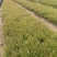 山桃草种植基地紫叶山桃草自产自销青州山桃草花卉盆景
