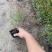 山桃草种植基地紫叶山桃草自产自销青州山桃草花卉盆景