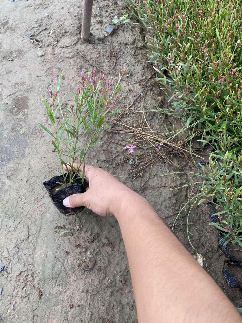 山桃草种植基地紫叶山桃草自产自销青州山桃草花卉盆景