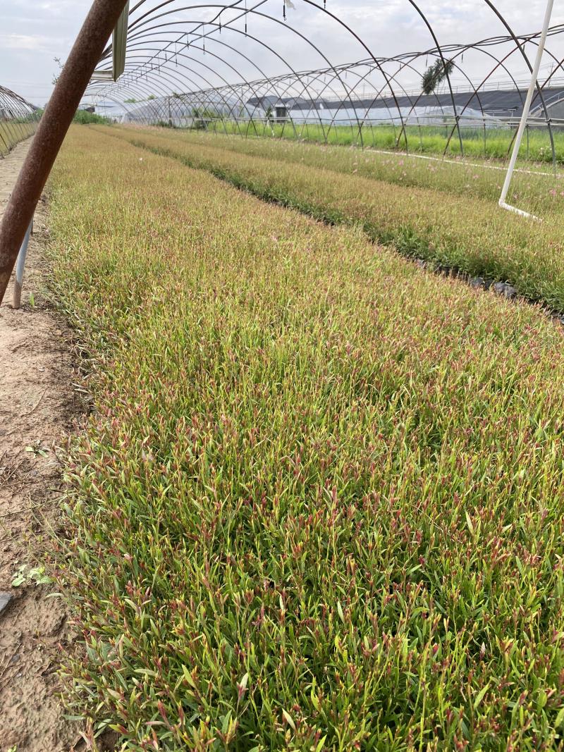 山桃草种植基地紫叶山桃草自产自销青州山桃草花卉盆景