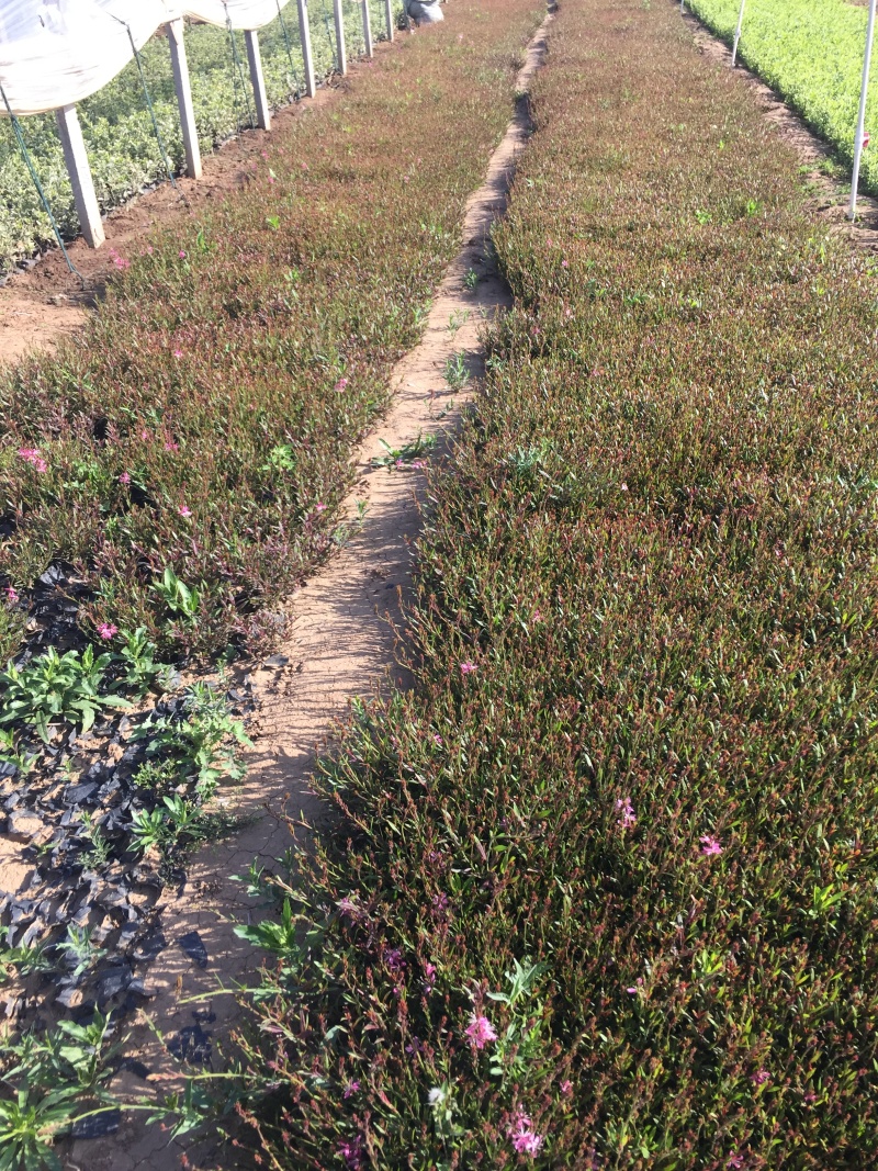 山桃草种植基地紫叶山桃草自产自销青州山桃草花卉盆景