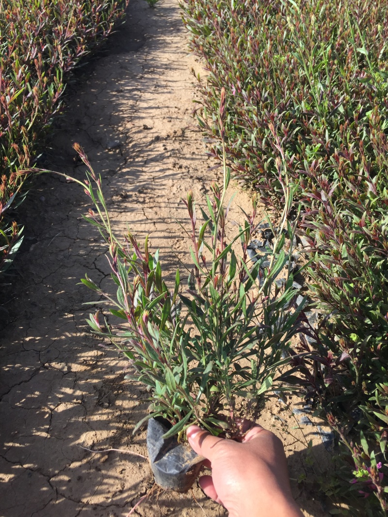 山桃草种植基地紫叶山桃草自产自销青州山桃草花卉盆景