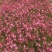 山桃草种植基地紫叶山桃草自产自销青州山桃草花卉盆景