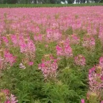 醉蝶花自产自销50万醉蝶花种植基地自己家醉蝶花