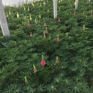 鲁冰花自产自销50万鲁冰花低价处理青州鲁冰花