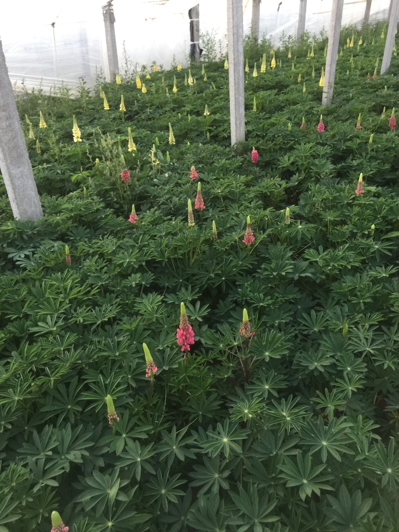 鲁冰花自产自销50万鲁冰花低价处理青州鲁冰花