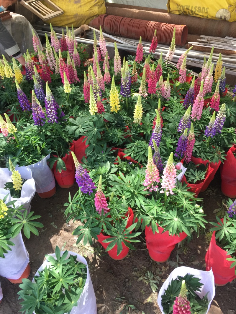 鲁冰花自产自销50万鲁冰花低价处理青州鲁冰花