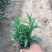荷兰菊自产自销荷兰菊种植基地60万荷兰菊批发
