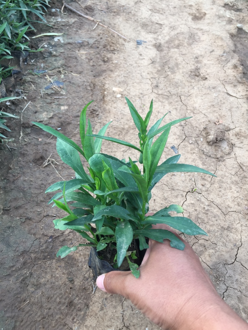 荷兰菊自产自销荷兰菊种植基地60万荷兰菊批发