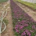荷兰菊自产自销荷兰菊种植基地60万荷兰菊批发