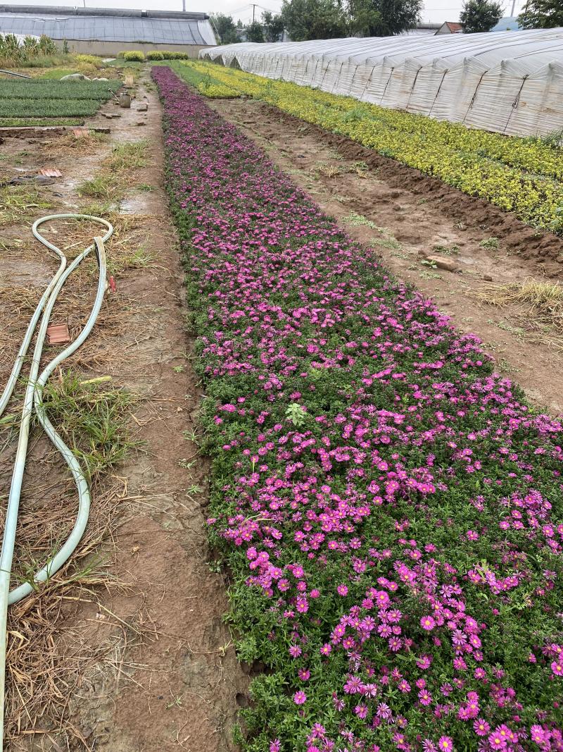 荷兰菊自产自销荷兰菊种植基地60万荷兰菊批发